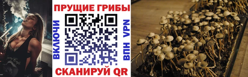 Псилоцибиновые грибы Psilocybe  Курлово 